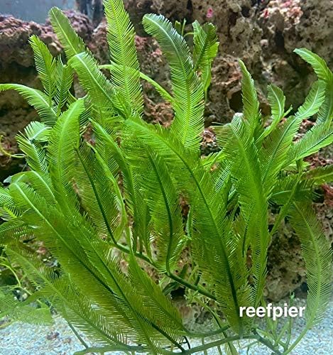 5 עלים - חי מי מלח Caulerpa נוצה אצות מקרו אצות צמח פרגניום Chaeto - עלים ארוכים במיוחד